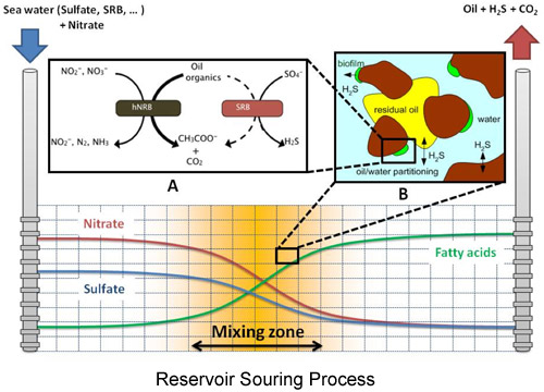 reservoir souring process